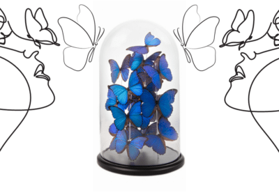 globes papillons morpho